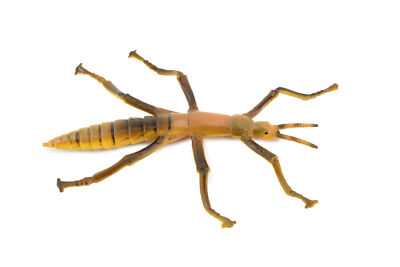 Stick Insect  Hand Painted, Realistic Toy Figurine, Model,  4 1/2'' CH458 BB114