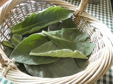 Mullein-Fresh Dried leaves