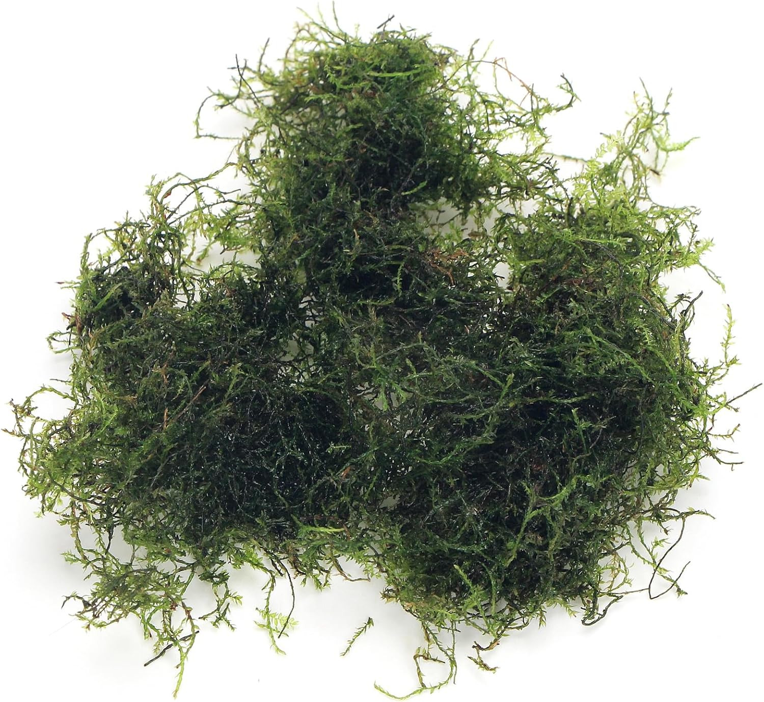 K2AQUA 20 Grams Java Moss (Taxiphyllum Barbieri) Live Aquarium Plant for Freshwa