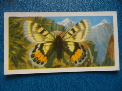 Großbritannien Brooke Bond Original 1964 Teakarte ''''Schmetterlinge der Welt'''' Nr. 8