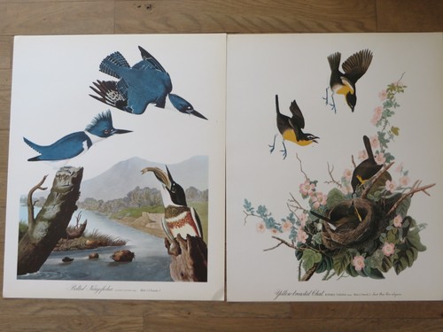 Audubon Folio 30 dipinti grandi uccellini testo di George Dock Jr 14x17 set completo - Foto 8 di 22
