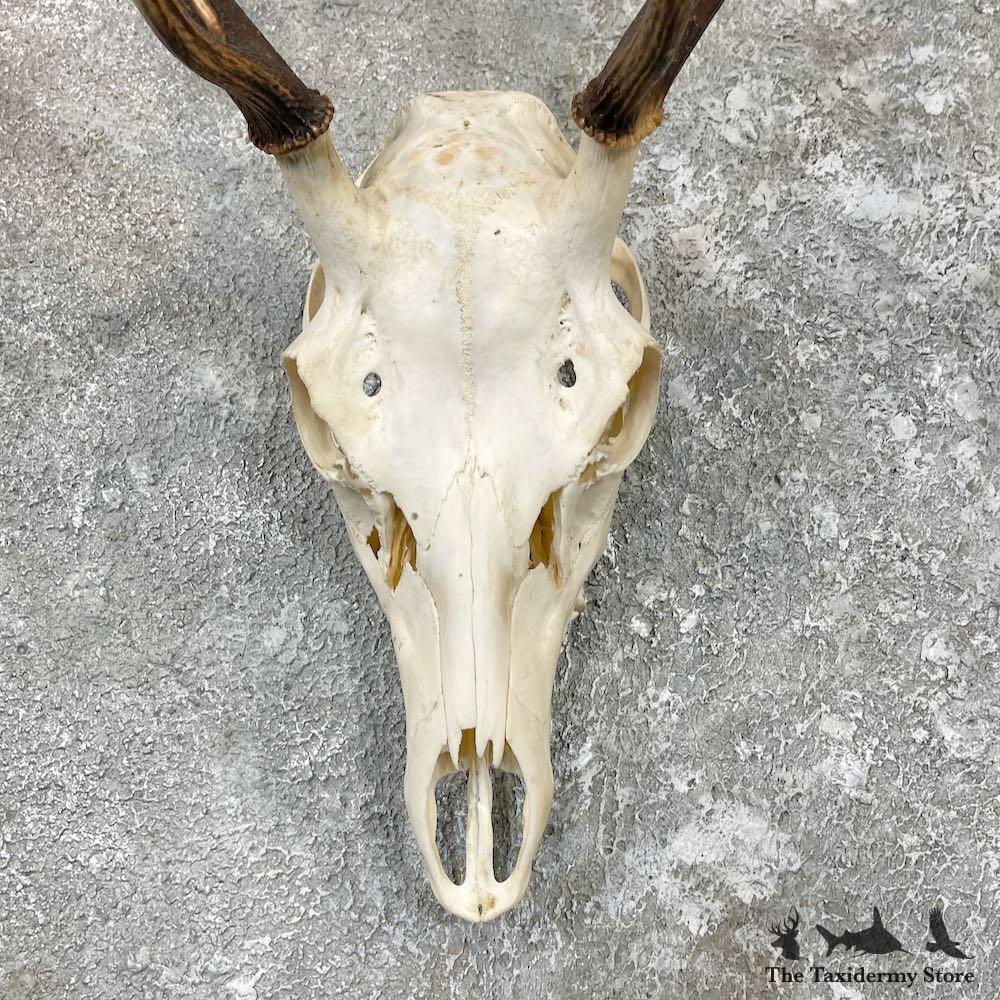 ナ*ス様 蝦夷鹿hunting trophy（deer skull） ナ*ス様 蝦夷鹿hunting trophy（deer skull）