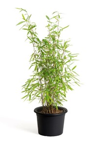 Immergrne Pflanzen Online Kaufen Bei Grtner Ptschke