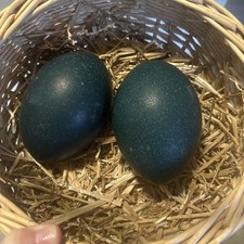 Emu Hatching Eggs 2   Fresh Laid, Presale, Shipped Carefully