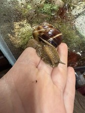 Live Helix Lucorum Snail