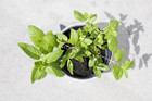 Sale769 Mandarinen Minze 15 Samen Mentha x piperita var citrata
