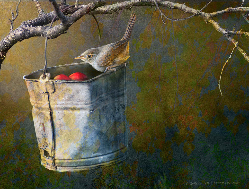 Apple Bucket Wren by Chris Vest Fine Art Print Bird Wildlife Nature 13x19