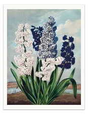 HYACINTHS Temple of Flora Botanical, Flower Art Print - 1807 Vintage Wall Decor