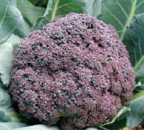 Cavolfiore - Romanesco Natalino - Teste Verdi Uniche Per Raccolto - Foto 7