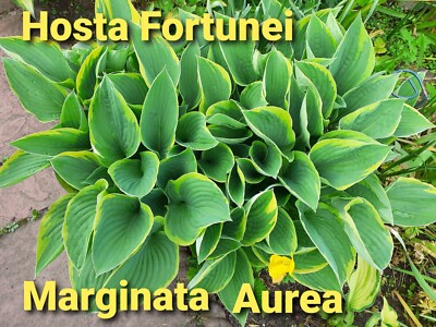 2 variegated Hosta Fortunei Marginata Aurea +1 free Hosta Devon Green Good  size | eBay UK