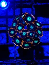 CE- WYSIWYG Alpha Omega Zoa Zoanthid Frag Live Coral LPS SPS #R1GH4
