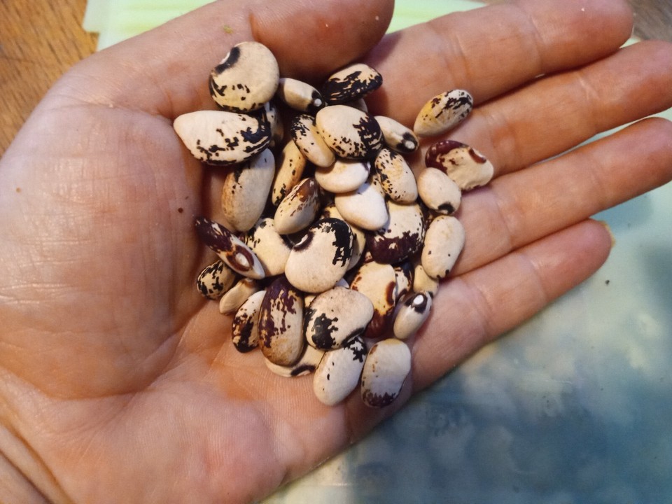 Florida Speckled Lima Bean Seeds 30 count Heirloom Organic Free Shipping eBay