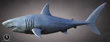 3d printed The Great White Shark model dinosaur