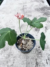 Jatropha podagrica Bottle Euphorbia Bottleplant USA 12”