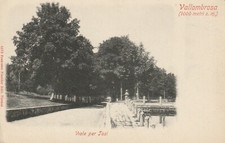 C3- Cp Cartolina VALLOMBROSA Viale per Tosi - Fp Nvg