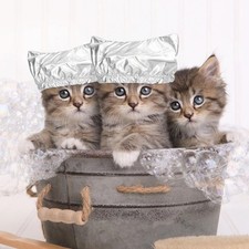 مقتنيات Silver Cat