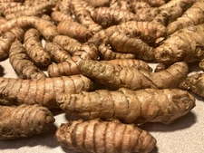 15+ fresh turmeric roots (curcuma Longa) Live rhizomes Ready for growing