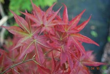 Japanese Maple RUBY STARS RARE!!