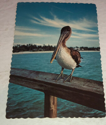 Pelican Pete Just Resting After A Day Of Fishing The Gulf Of Mexico Postcard P13