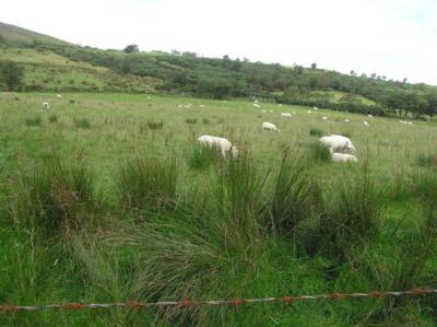 Foto 6x4 Windy Castle bei Slieve Gallion Moneymore\/H8484 Die Schafe sind um 2007