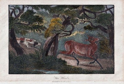 deer hunting dogs Hunde Reh Jagd Kupferstich engraving 1805