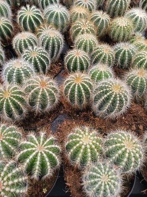 Parodia Magnifica (Balloon Cactus) | eBay