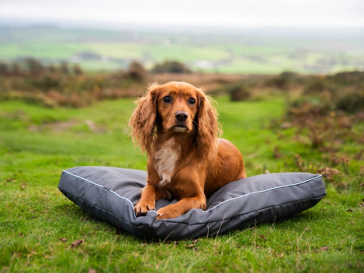 Henry wag raised store dog bed