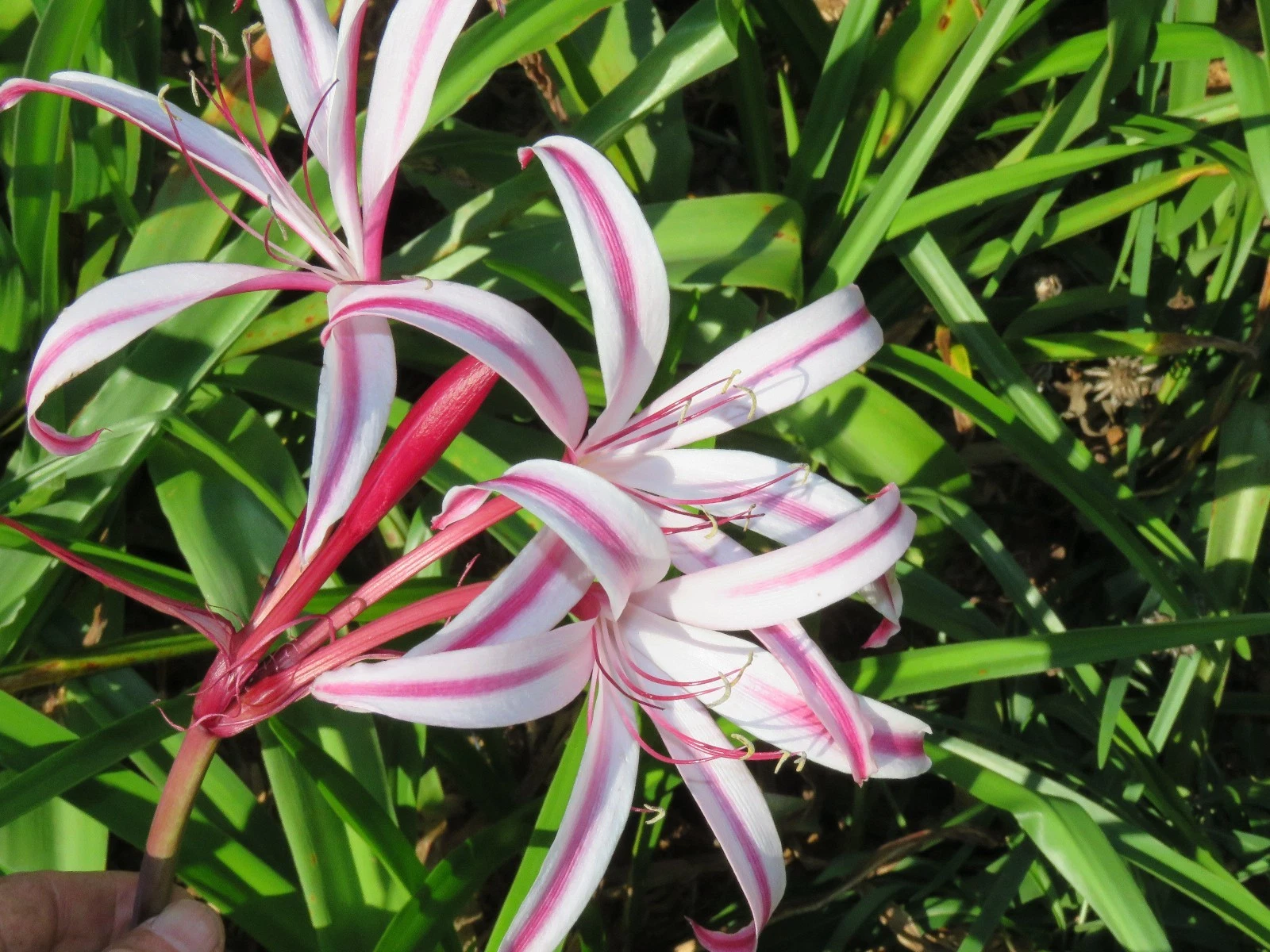 Crinum Lily