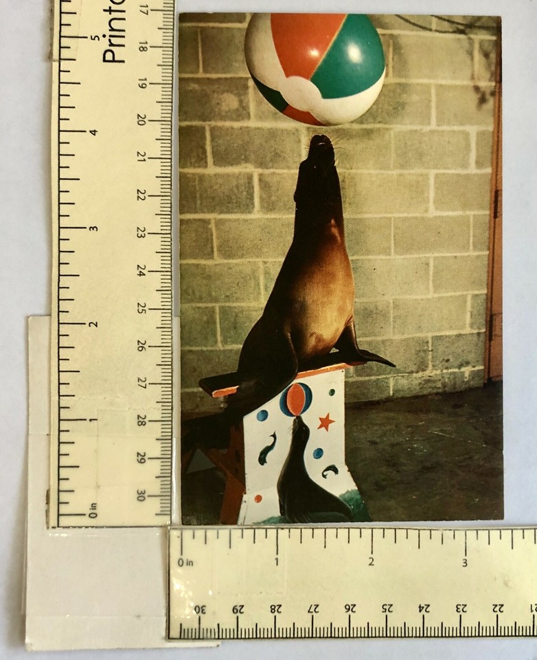 1960s Cincinnati Ohio OH Zoological Gardens Sea Lion Ball Vintage