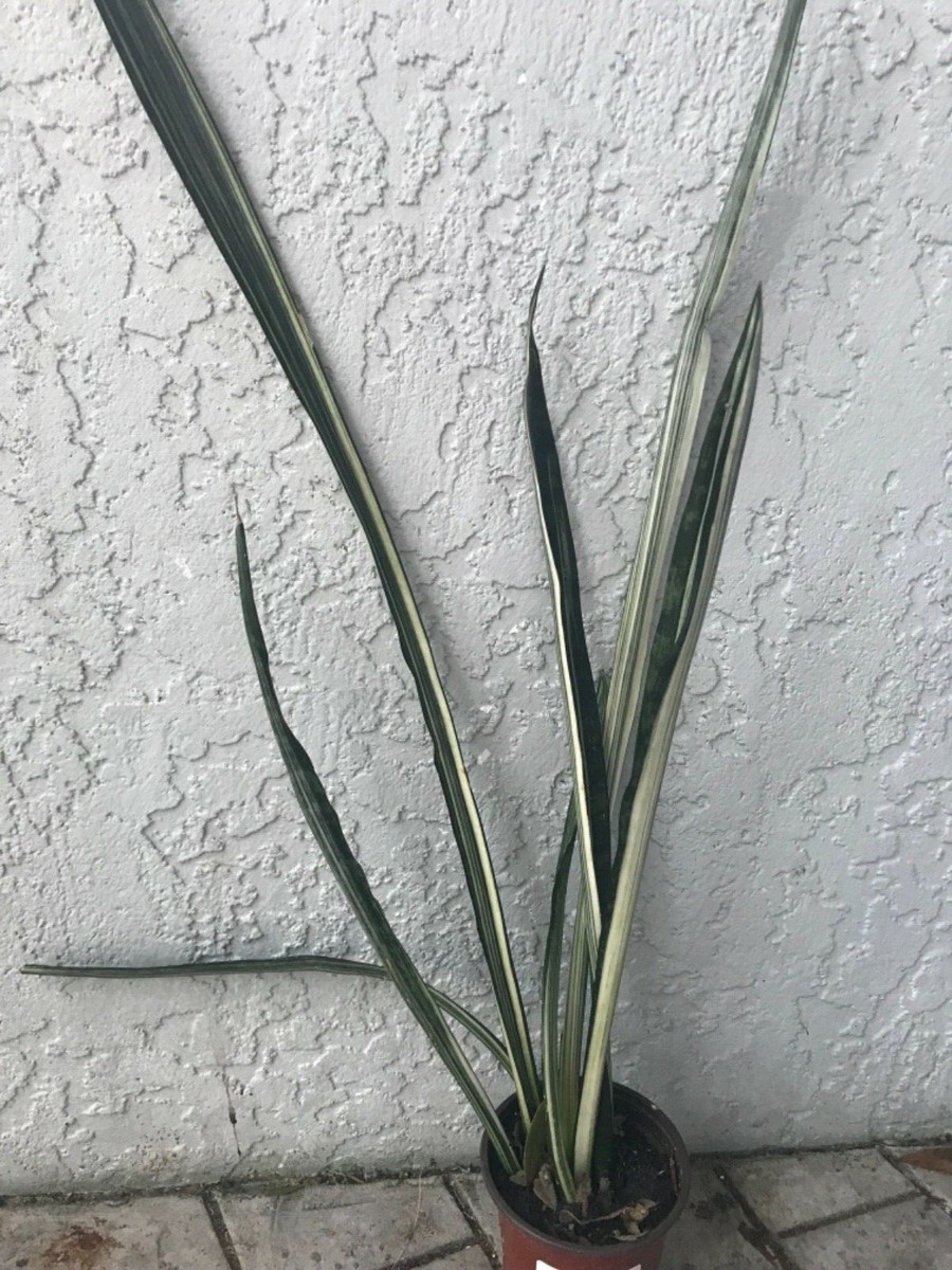 stand for plants indoor Vintage Inspired Plant Stand