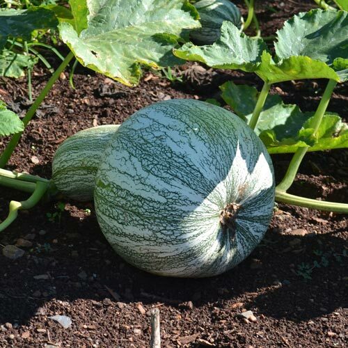Tricolor Cushaw Pumpkin Seeds – Heirloom, Non-GMO – 10 Seeds For USA Growing