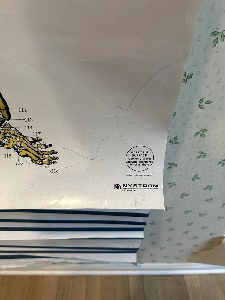 Nystrom Frohse American Anatomical Pull Down Wall Chart conjunto de 11 de colección Foto 3 de 4