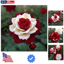20pcs Rare Twin Red White Rose Flower Seeds for Planting - Captivating Garden...