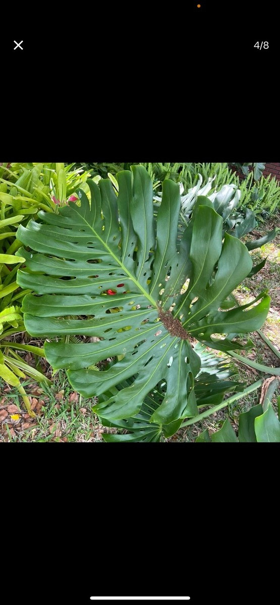 riesen philodendron Philodendron giganteum — Ecuagenera Europe GmbH