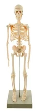 Miniature Human Skeleton Model, 17.5" Tall - Eisco Labs
