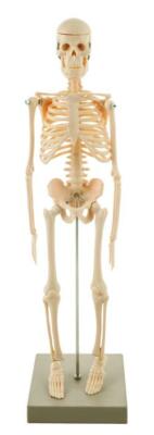 Miniature Human Skeleton Model, 17.5'' Tall - Eisco Labs