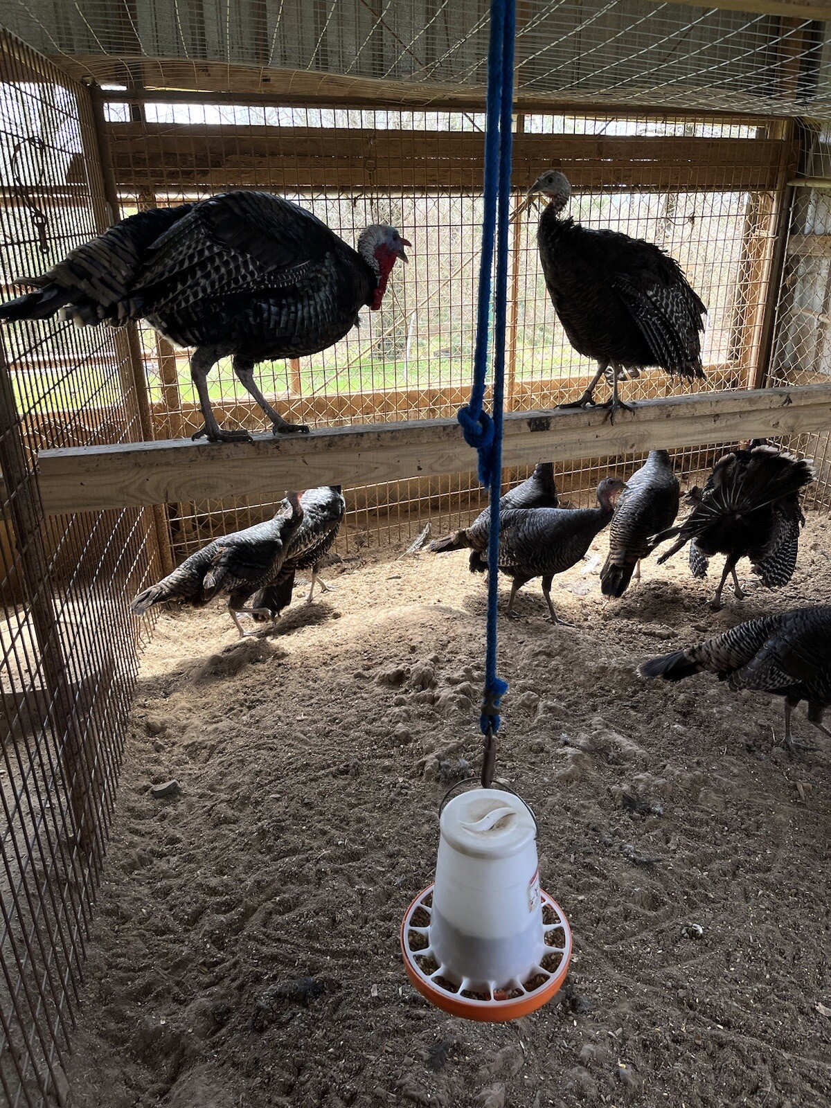 12 eastern wild turkey hatching eggs eBay