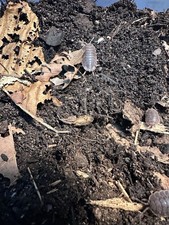30 Count Giant Canyon Isopods   Porcellio dilatatus  2-day Shipping 