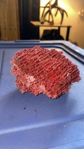 Red Oregon pipe Coral Specimen