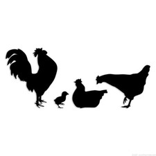 Chickens Rooster Chick - Decal Sticker - Multiple Colors  Sizes - ebn6432