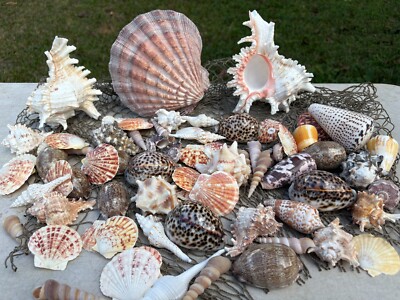 decorative fish netting with shells Natural Fishing Net Decor 79 Inch Beach Theme Decor for Party Home Bedroom Wall Hanging Net Decorations themed party or luau Huge Seashell Assortment with Fish