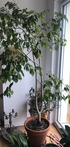 Büro-und Zimmerpflanze grüner Ficus benjamini - Birkenfeige-190 cm hoch - Bild 3 von 8