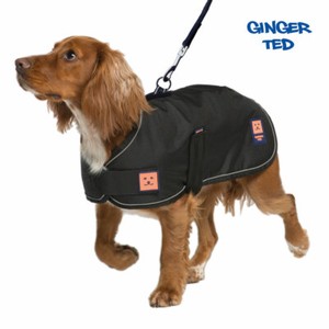 ginger ted dachshund coat