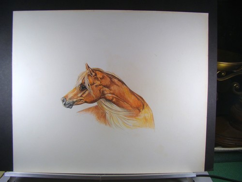 Gorgeous Palomino Arabian Horse Orig. VTG Colored Pencil Drawing Head Study - Picture 2 of 5