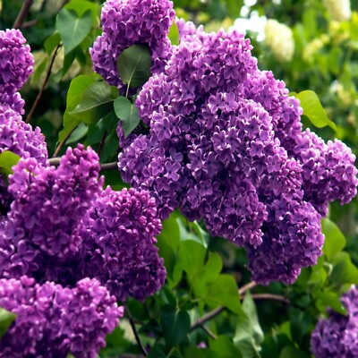 20 Common Lilac Purple Flower Tree Seeds Fragrant Hardy Perennial Garden  Plant | eBay