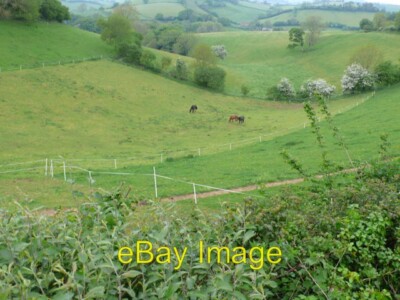 Photo 6x4 Horses in the Valley Loders These three horses are in the botto c2011