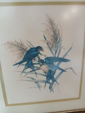 Roger Tory Peterson Print Burn Swallows Birds Framed under Glas
