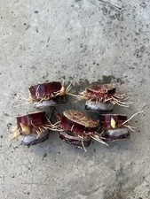 5pcs Rooted Dark Purple Sugarcane Cutting Sweet And Juicy Ready To Plant