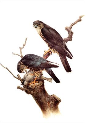 1980 Vintage Print Black Merlin Falcon Falcons Bird Birds Lansdowne
