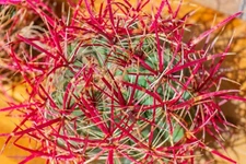 Ferocactus Cylindraceus v. Lecontei, Red Fire Barrel Cactus, Live Plant, S/M/L